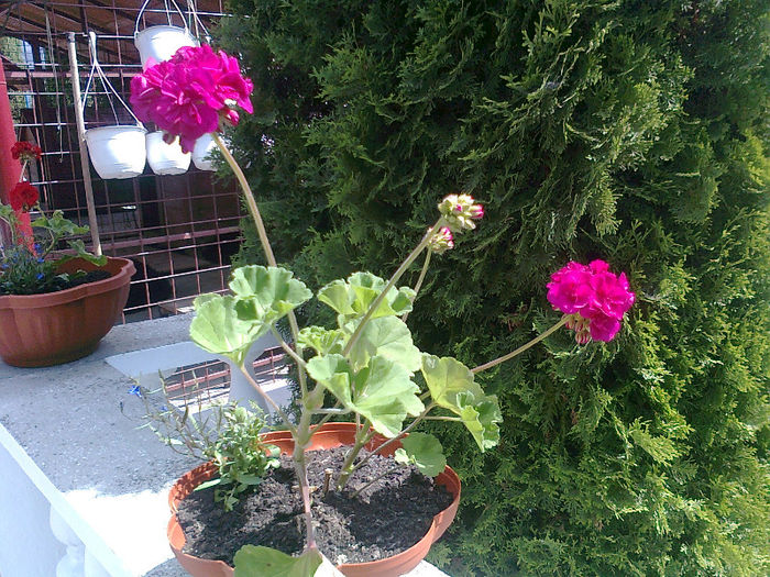2013- florile Getei (4)