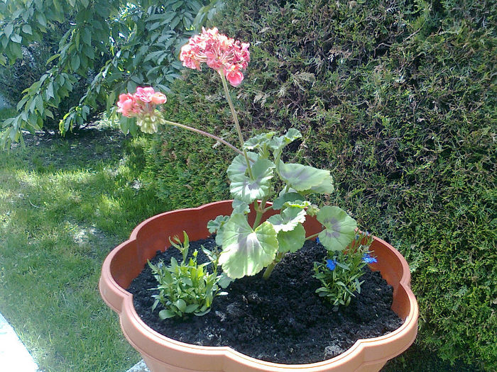 2013- florile Getei (5)