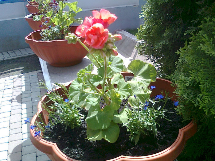 2013- florile Getei (9)
