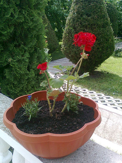 2013- florile Getei (15)
