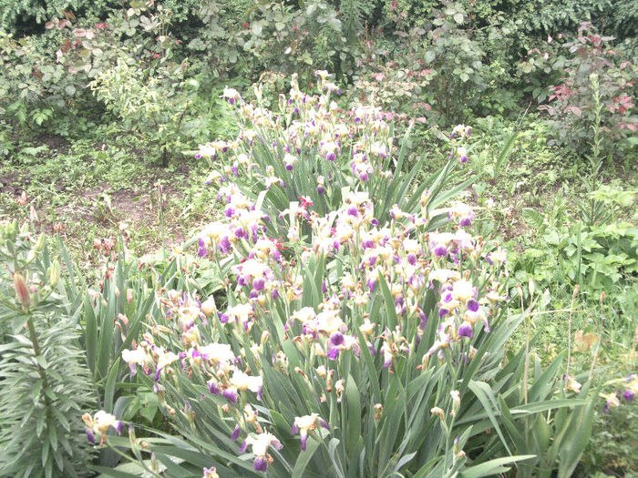 2013 - mai