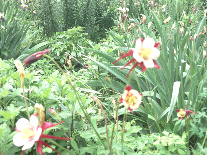 2013 - mai (1)