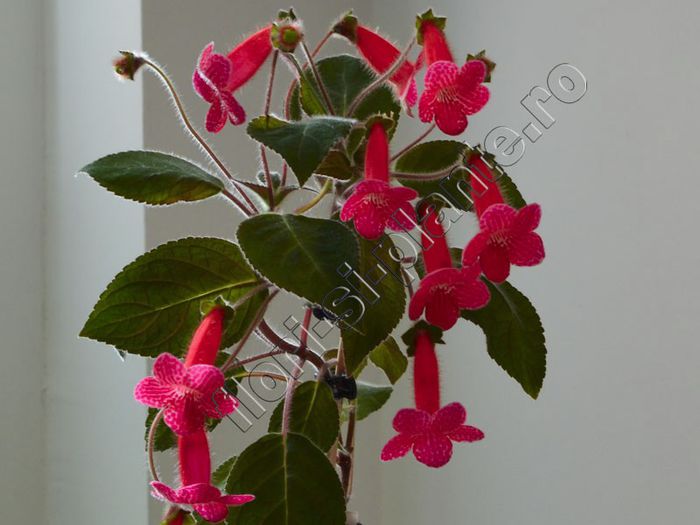 Kohleria Imensa - KOHLERIA II