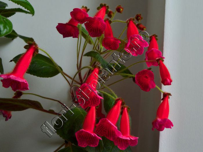 Kohleria Lena (ni) - KOHLERIA II