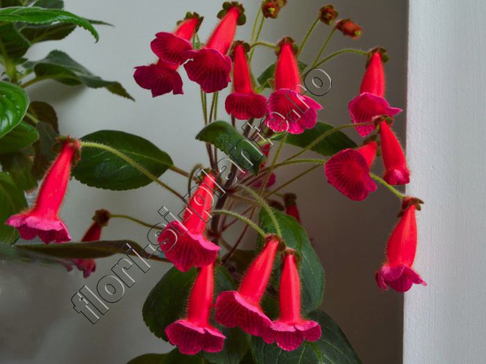 Kohleria Lena - KOHLERIA II