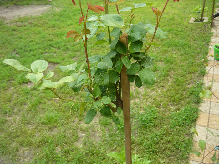 pomisor alb inca nu are flori