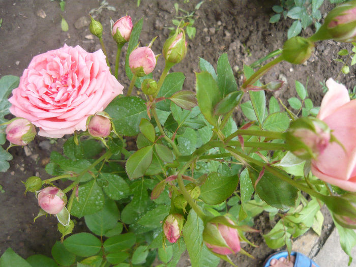 floribunda roz