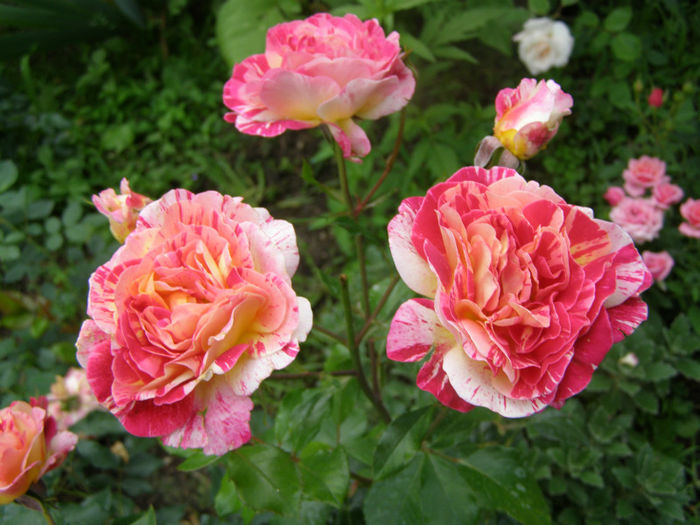P1018277