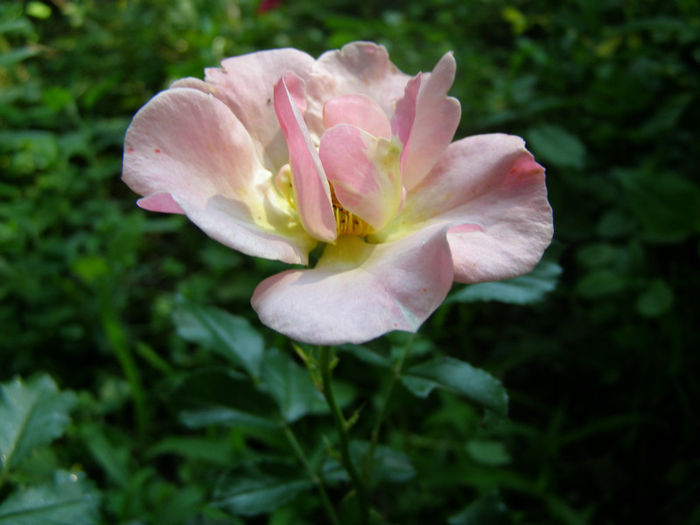 P1018287