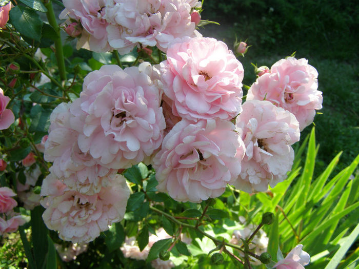 P1018294