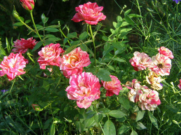 P1018305