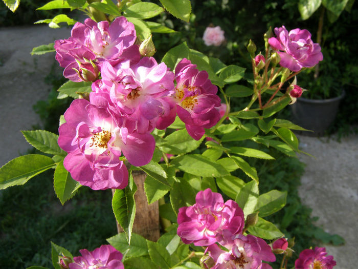 P1018316