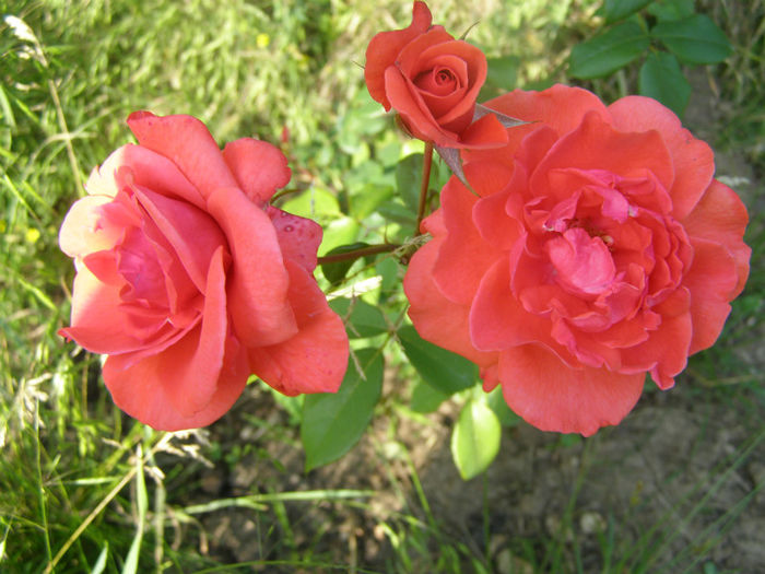 P1018325