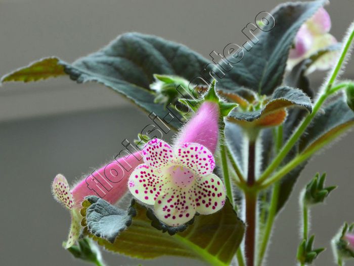 Kohleria HCY`s Jardin Monet - KOHLERIA II