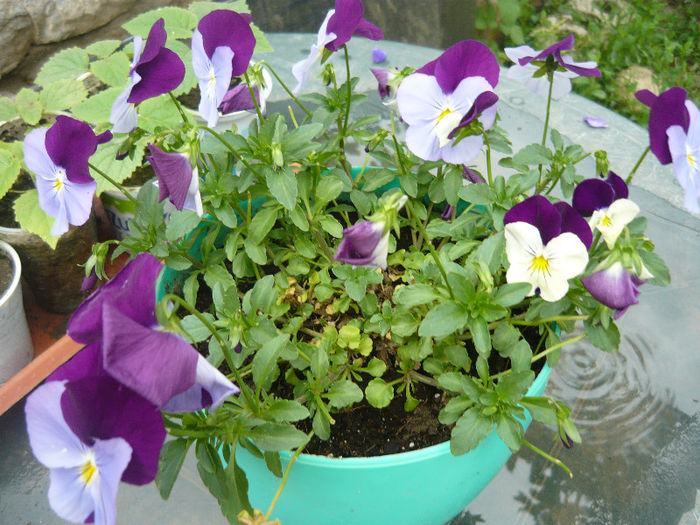 Picture 044 - plante si flori  2013
