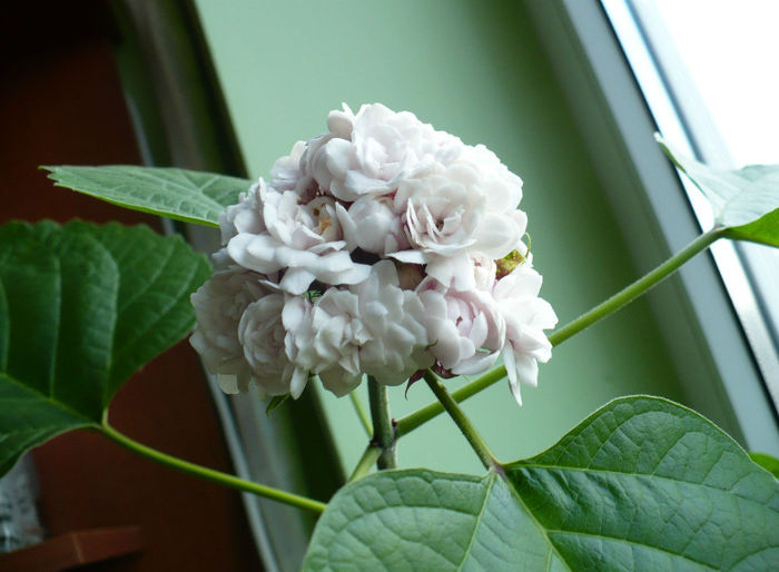 P1440604 - Clerodendron 2013