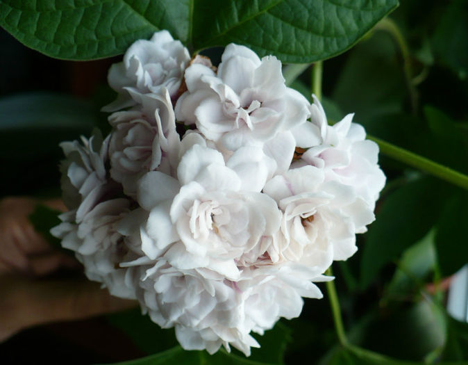 P1440608 - Clerodendron 2013