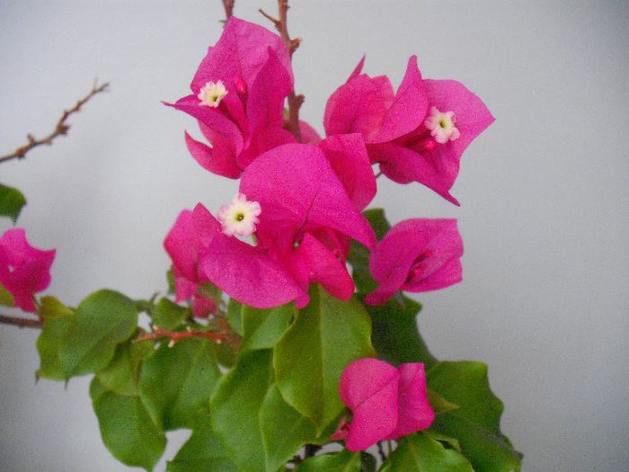 BOUGAINVILLEA Vera Deep Purple - BOUGAINVILLEA