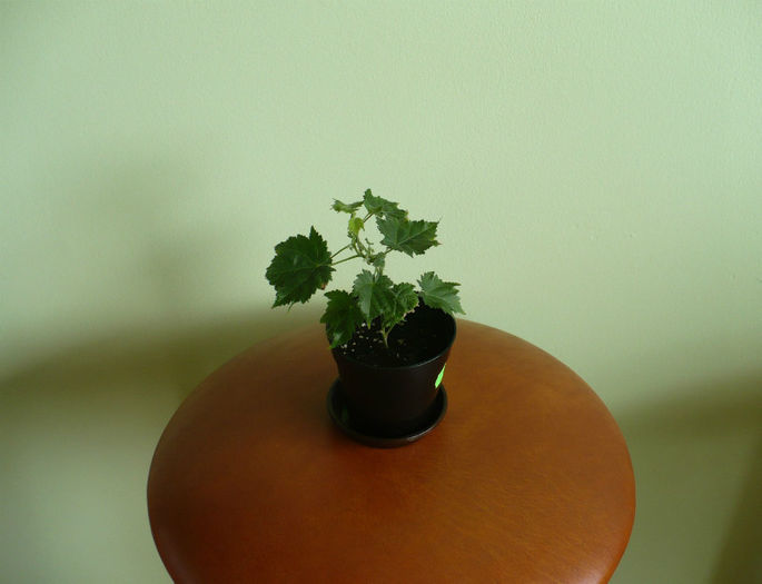 abutilon galben - Abutiloni 2013