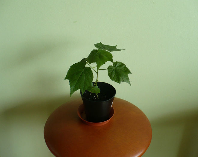 Abutilon caramiziu - Abutiloni 2013