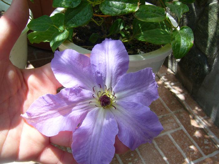 P1080891 - FLORI 2013