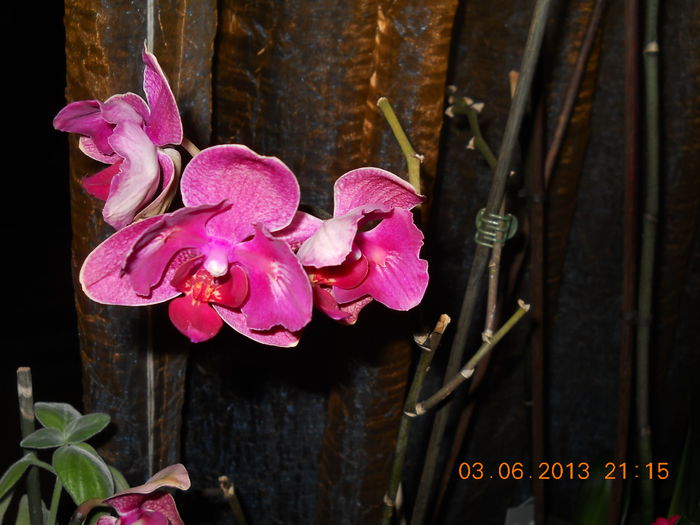 orhidee - IUNIE 2013