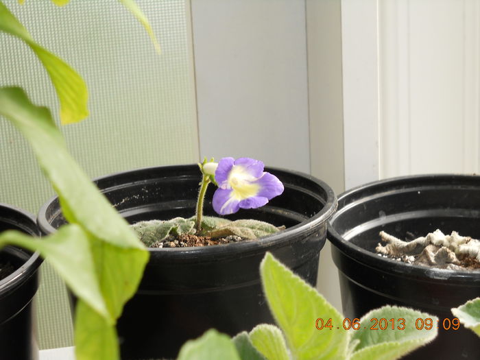 streptocarpus