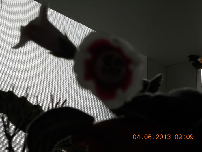 gloxinia