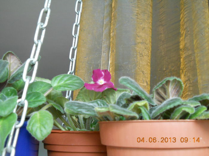 violeta