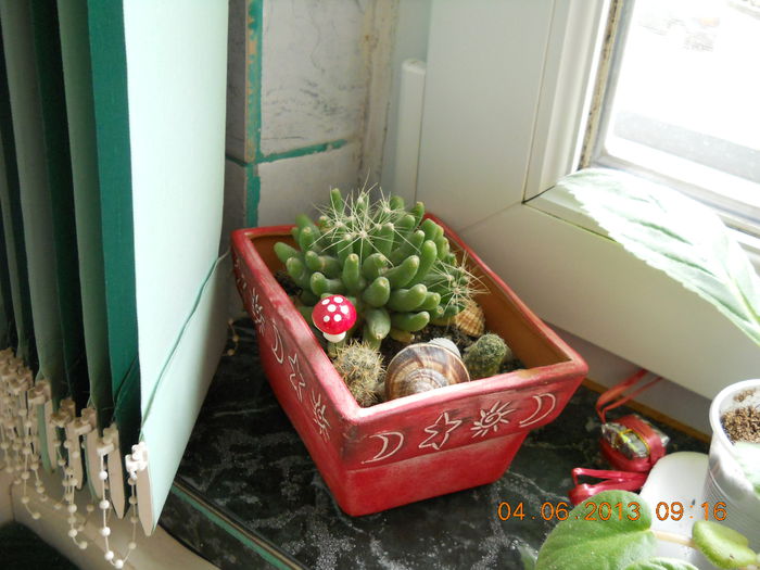 cactus