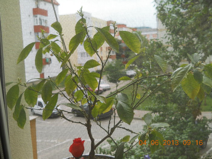 portocal