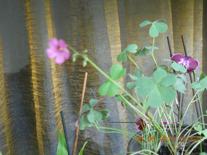 oxalis
