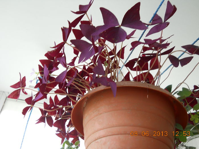 oxalis
