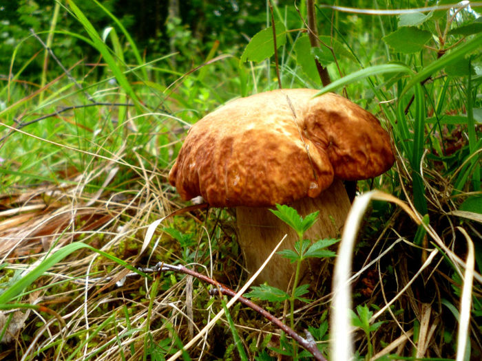 hrib; boletus edulis
