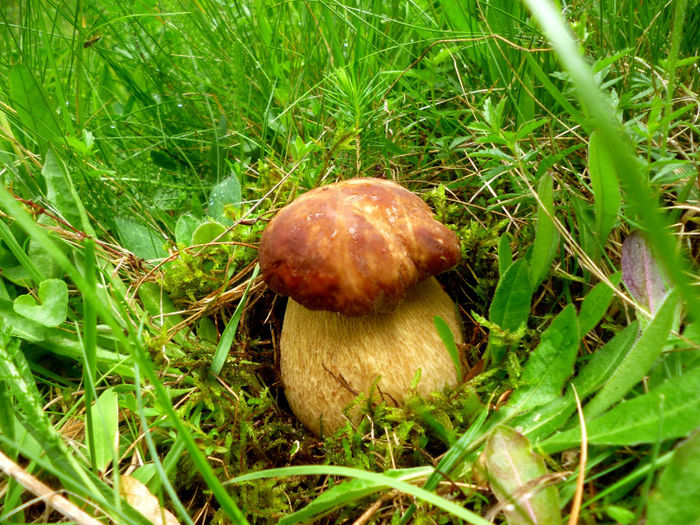 hrib3; boletus edulis
