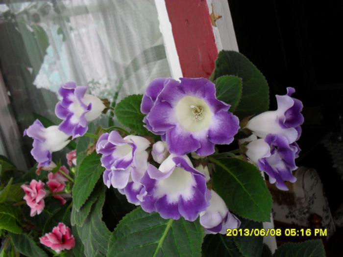 Gloxinii 08 06-2013, 010