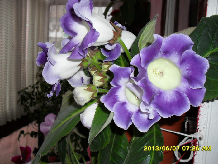 Gloxinii 08 06-2013,
