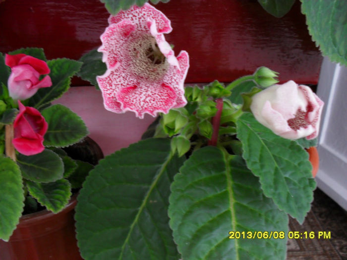 Gloxinii 08 06-2013, 003