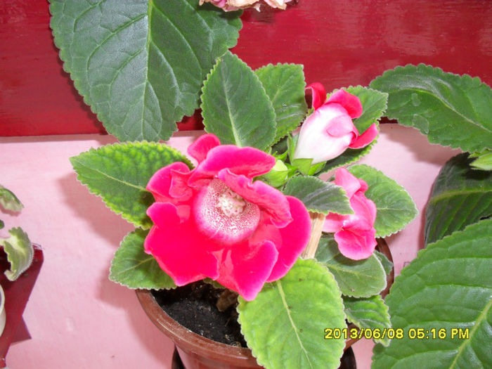 Gloxinii 08 06-2013, 004