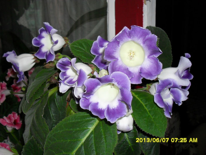 Gloxinii 08 06-2013, 005