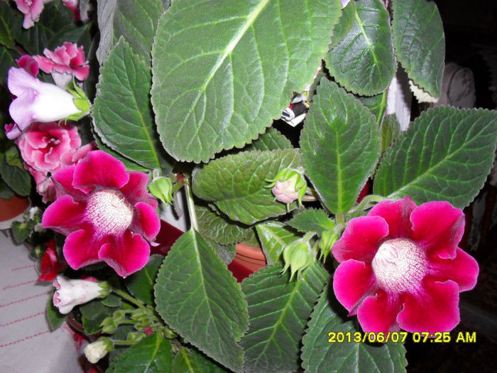 Gloxinii 08 06-2013, 006