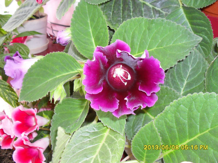 Gloxinii 08 06-2013, 008 - Flori-2013
