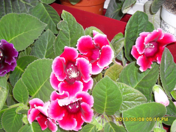 Gloxinii 08 06-2013, 009