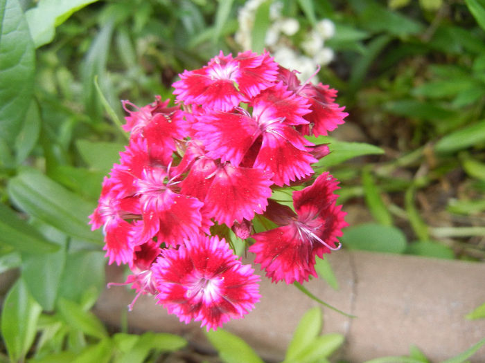 Dianthus barbatus (2013, June 04) - Dianthus Barbatus