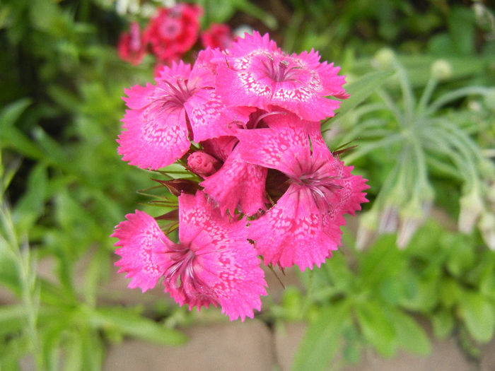 Dianthus barbatus (2013, June 04) - Dianthus Barbatus