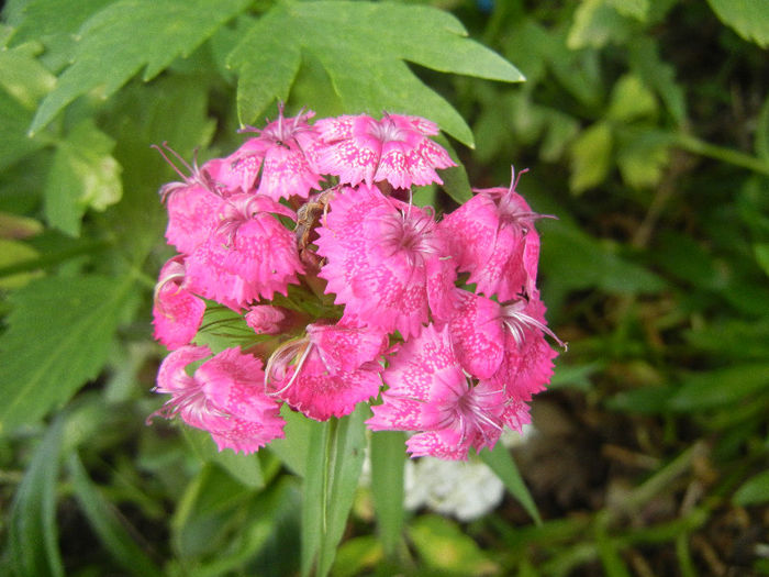 Dianthus barbatus (2013, June 04) - Dianthus Barbatus