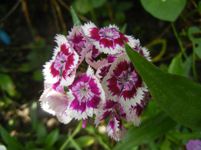 Dianthus barbatus (2013, June 04) - Dianthus Barbatus