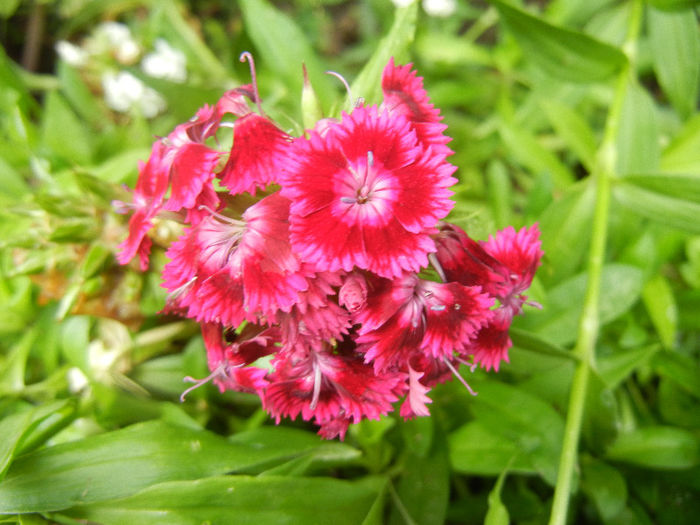 Dianthus barbatus (2013, June 08) - Dianthus Barbatus