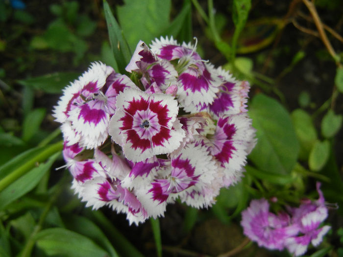 Dianthus barbatus (2013, June 08) - Dianthus Barbatus