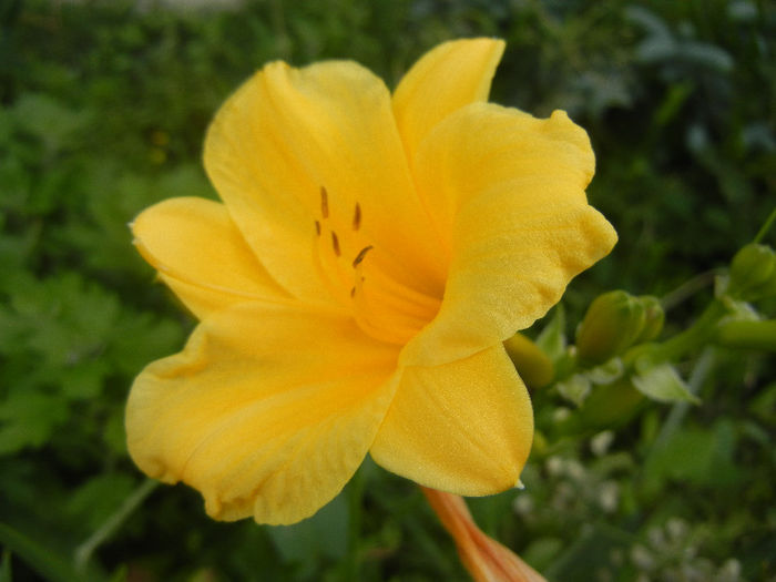 Hemerocallis Stella de Oro (2013, Jun.04) - Hemerocallis Stella de Oro